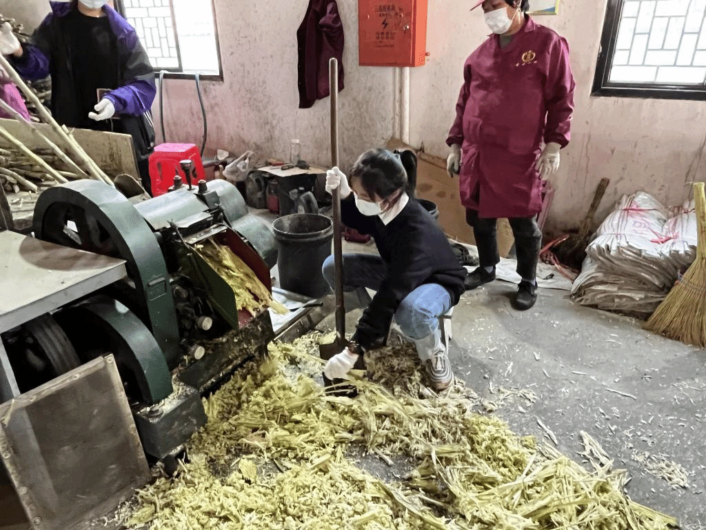 公益助農(nóng)新體驗，鄉(xiāng)村振興正當(dāng)時 惲代英菁英學(xué)校赴新洲紅糖小鎮(zhèn)開展勞動實踐教育
